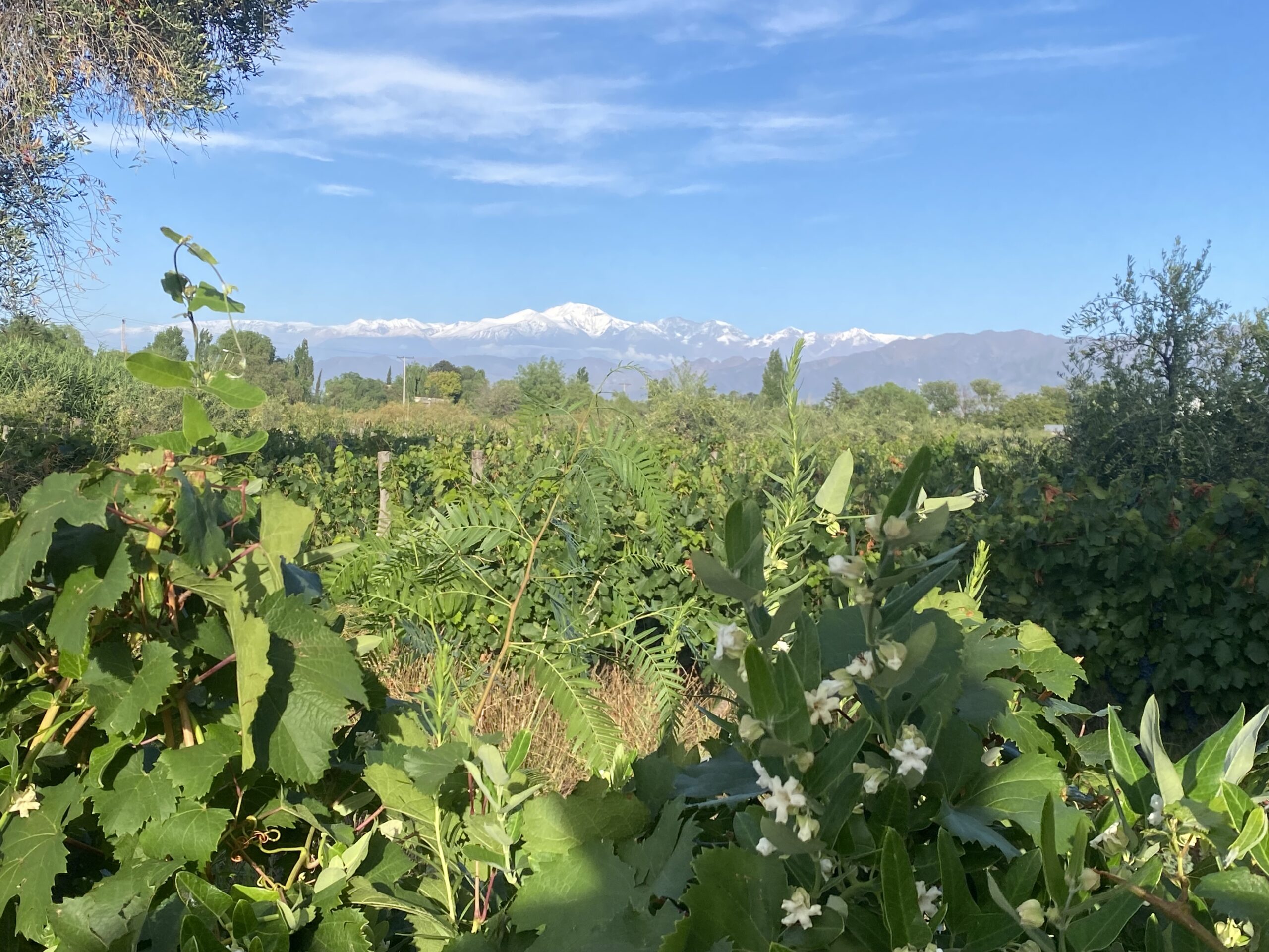 Cosa fare a Mendoza